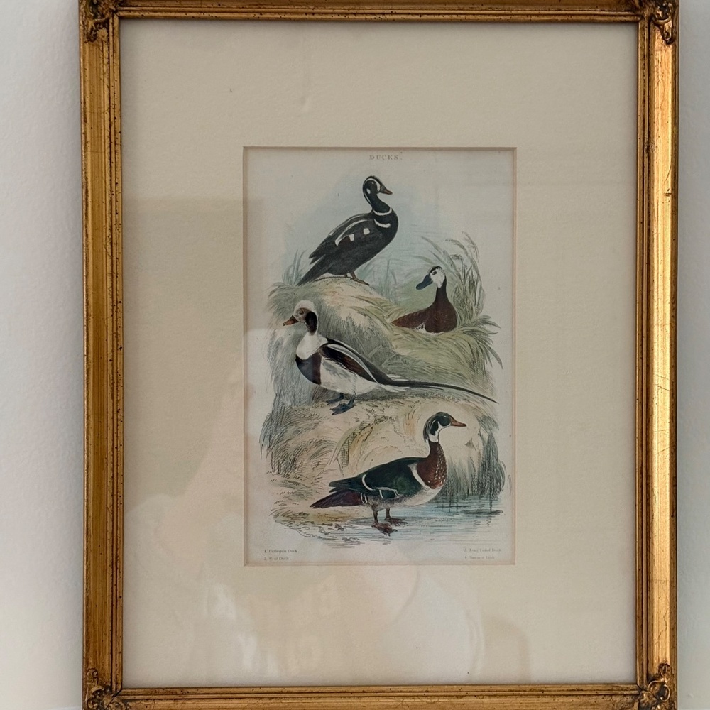 Hand-Colored Engraving Restrike of Ducks by Zooligist, Baron Georges Cuvier.